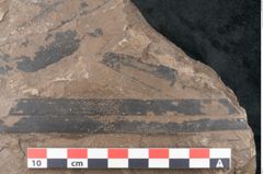 Foto (Detailansicht) von Quercus drymeja Unger (NHMW-GEO-2024-0188-8056b)